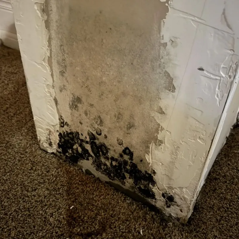 Professional Mold Removal in Hollandale, MS